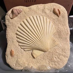NIB 3-D seashell plaque wall art